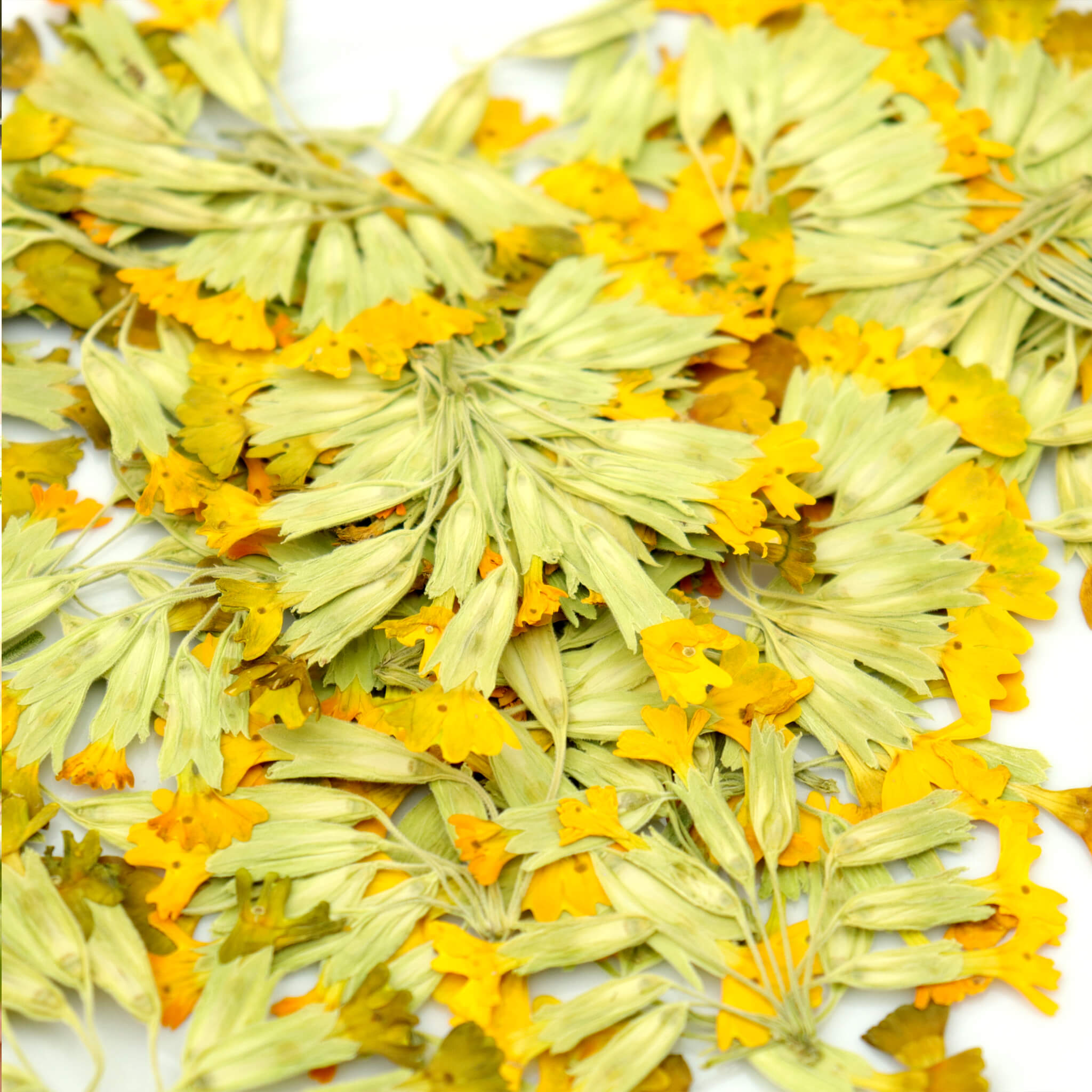pressed primroses